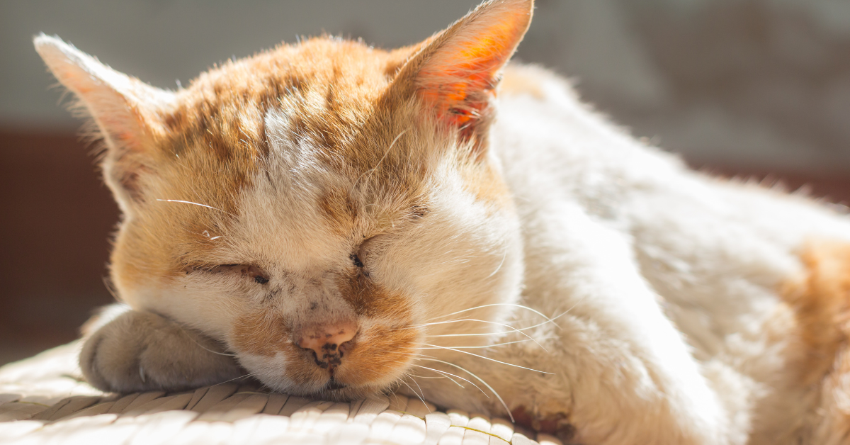 Hvor gammel kan en kat blive?